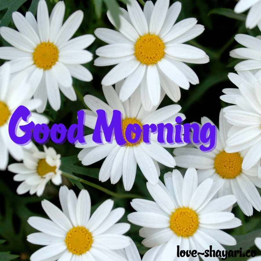 good morning flowers hd images