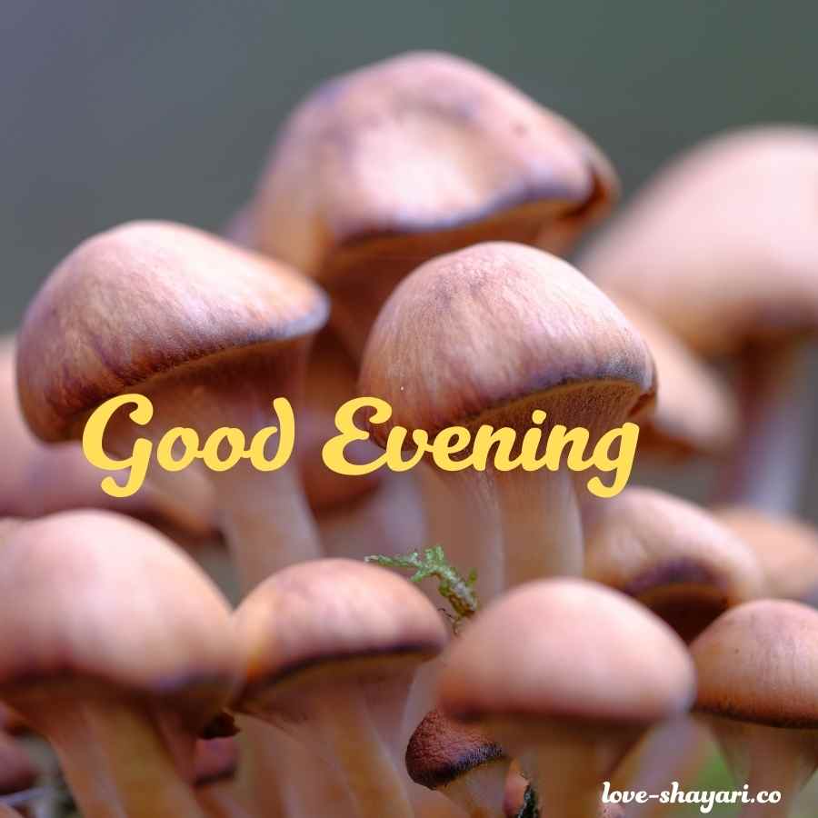 sweet evening images