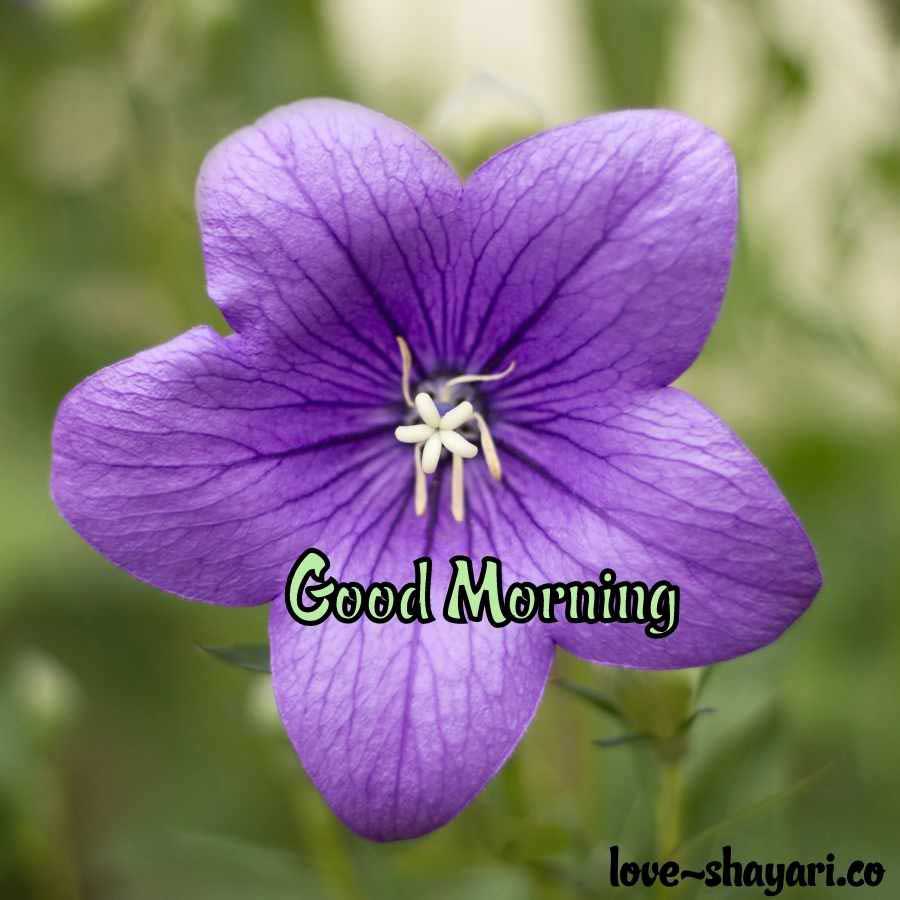 happy good morning images